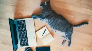 Lazy Content Trend im Social Media Marketing erklärt